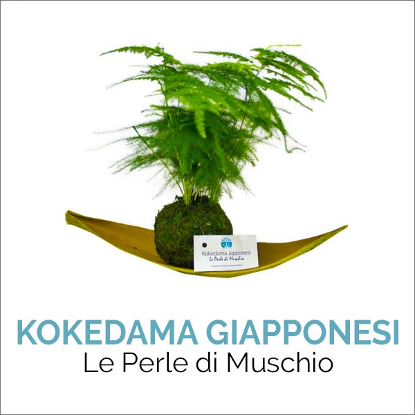 kokedama nad bomboniere viventi