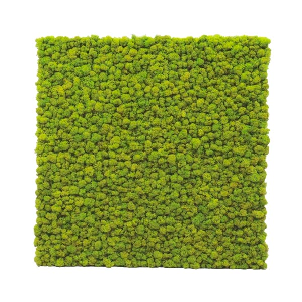 piante_stabilizzate_nad_nature_art_design