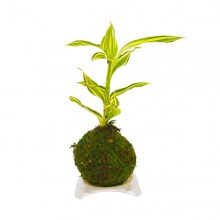 nad_vendita_kokedama_kgp005.jpg