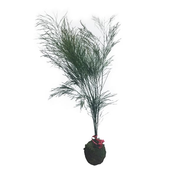 kokedama_stabilizzato_1