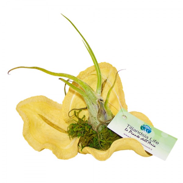 tillandsia_life_t390as-3_3_bomboniere_viventi76.jpg