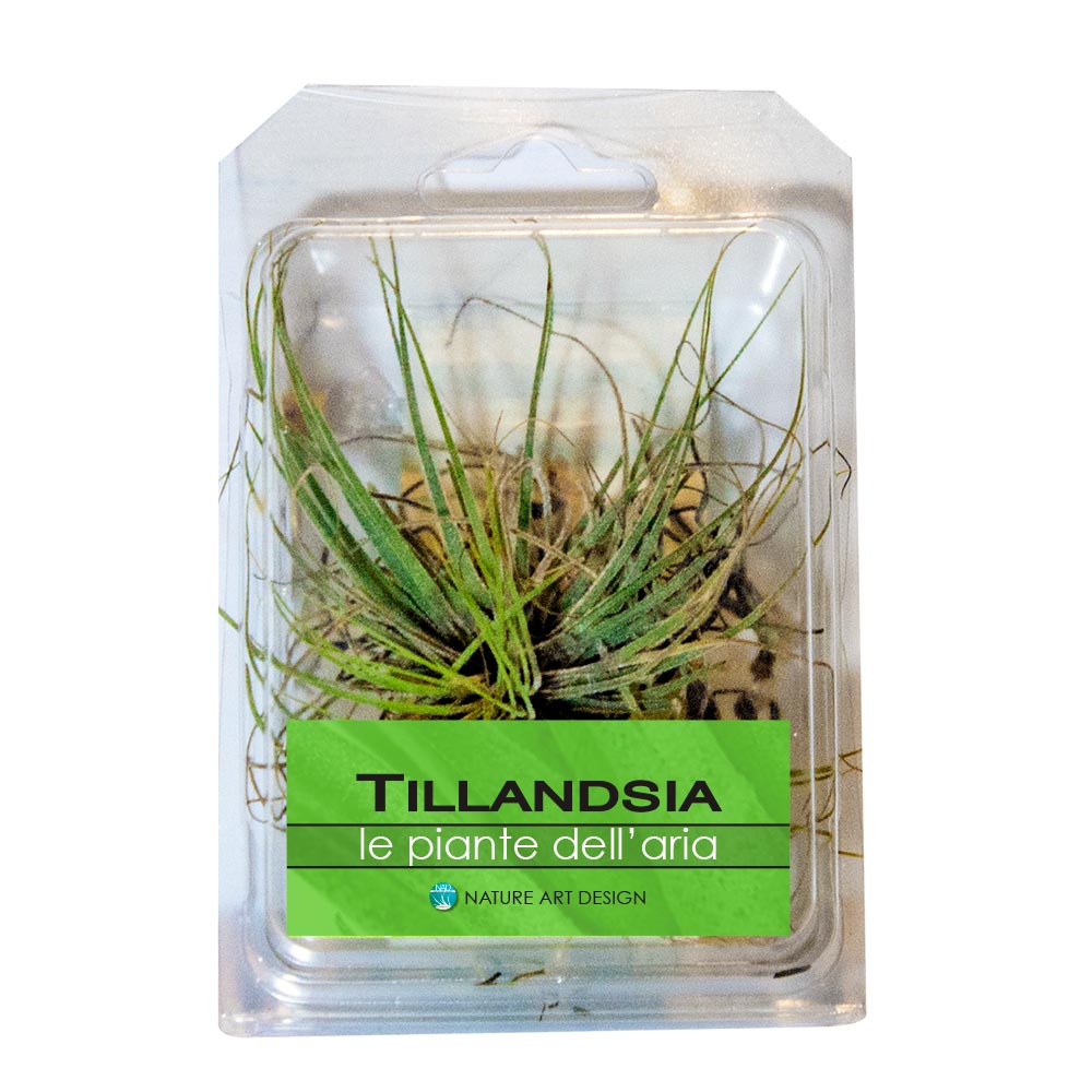 till-bl-1-bomboniere-tillandsia-life-viventi-idee-regalo-originali-nad.jpg